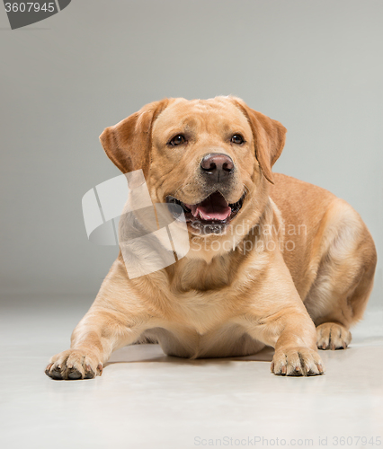 Image of Labrador sitting in front of gray background