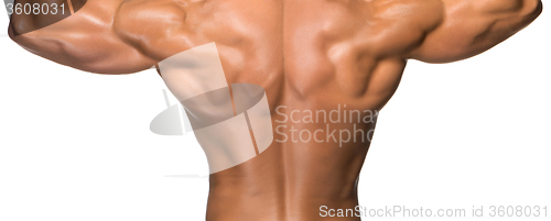 Image of Attractive male back of body builder on white background