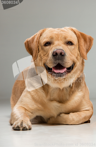 Image of Labrador sitting in front of gray background