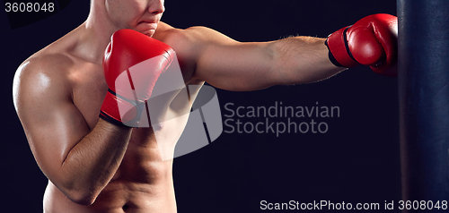 Image of Young Boxer boxing 