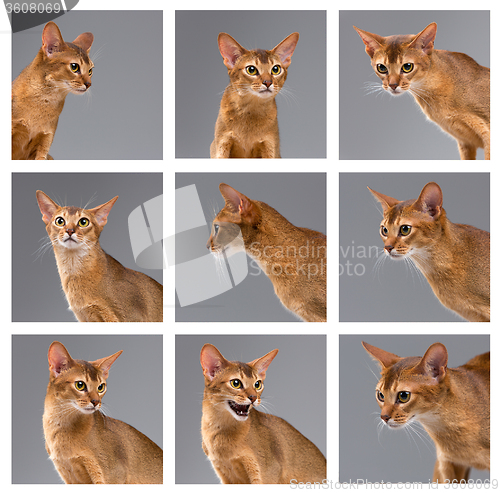 Image of Purebred abyssinian young cat portrait on gray background