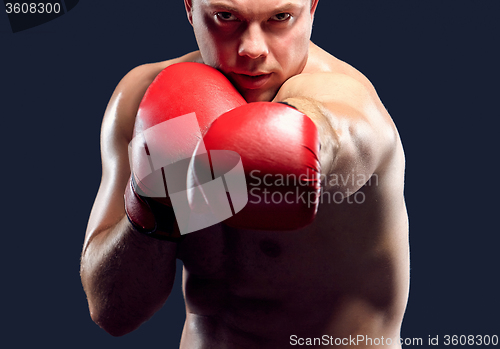 Image of Young Boxer boxing 