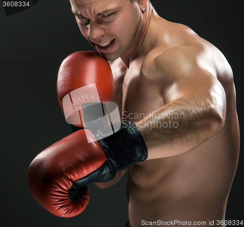 Image of Young Boxer boxing 