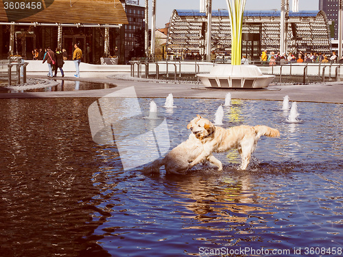 Image of Retro look Dogs in water