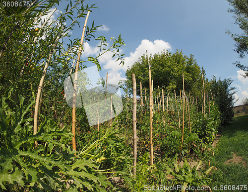 Image of Vegetable garden