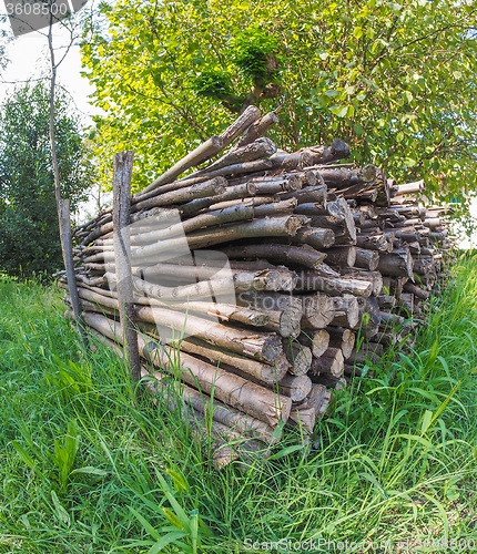 Image of Tree log