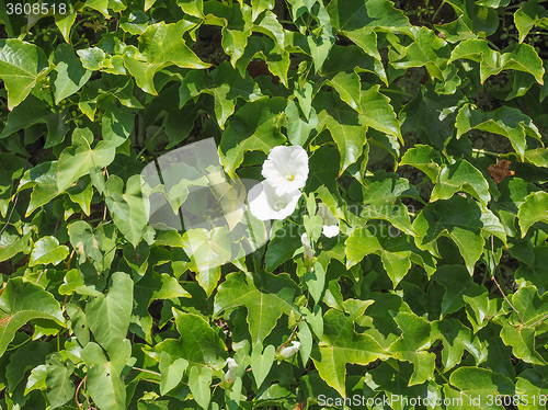 Image of Green ivy background