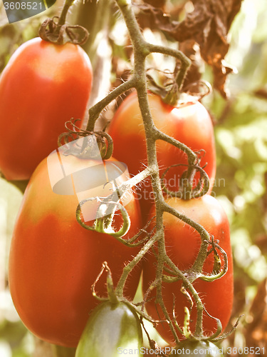 Image of Retro looking Tomato