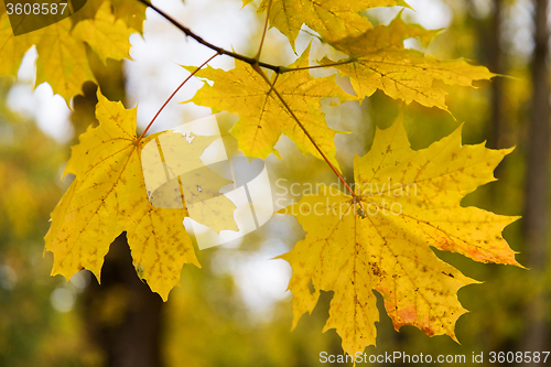 Image of close up of maple tree leaves on brunch outdoors