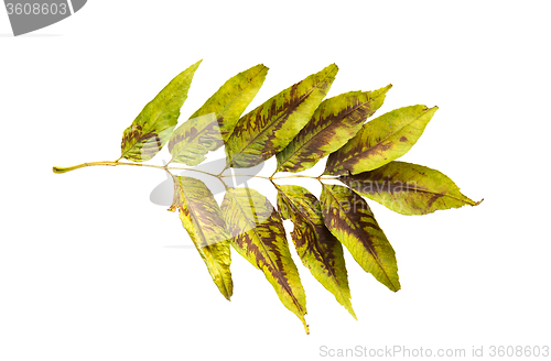 Image of dry fallen ash tree leaf