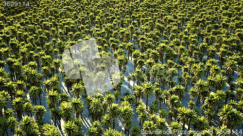 Image of Thousands date palm trees