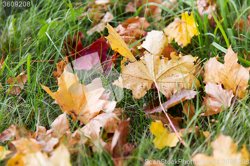 Image of close up of fallen maple leaves on grass