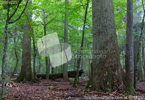 Image of Old oaks moss wrapped in fall