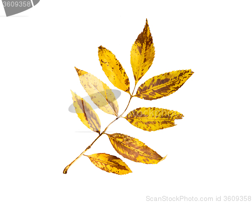 Image of dry fallen ash tree leaf