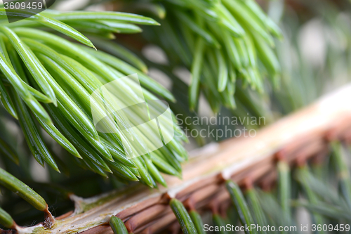 Image of Close-up of a Christmas tree