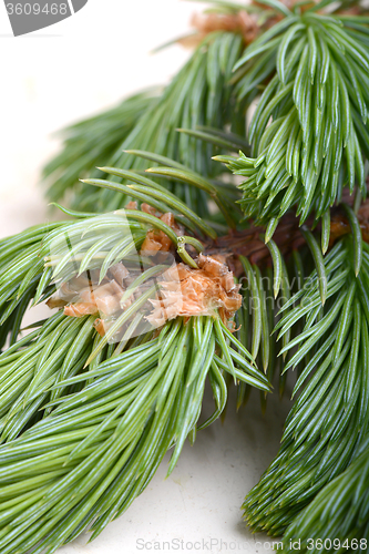 Image of Fir-needle tree branches composition as a background texture