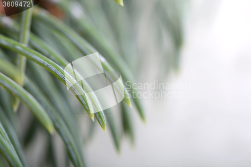 Image of Close-up of a Christmas tree