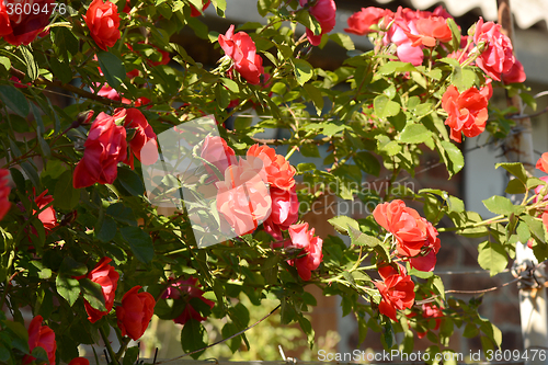 Image of red rose in the garden
