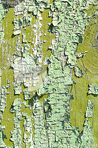 Image of old oak tree bark texture