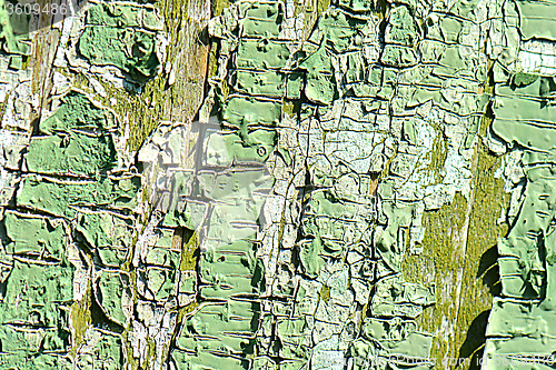 Image of Old green cracked tree bark texture