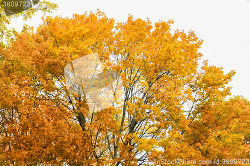 Image of close up of maple tree outdoors