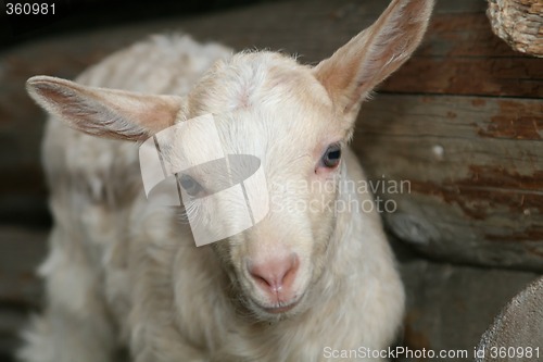 Image of Young Goat