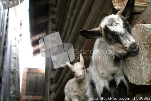 Image of Two Young Goats