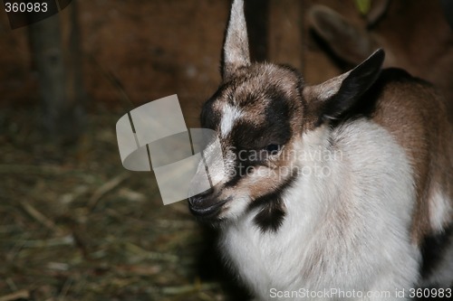 Image of Young Goat