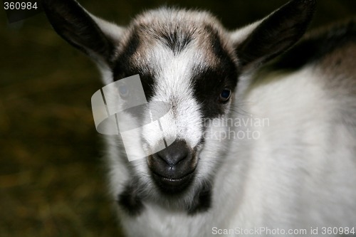 Image of Young Goat