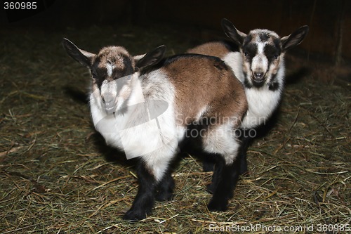 Image of Young Goat