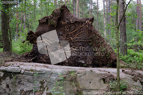 Image of uprooted tree