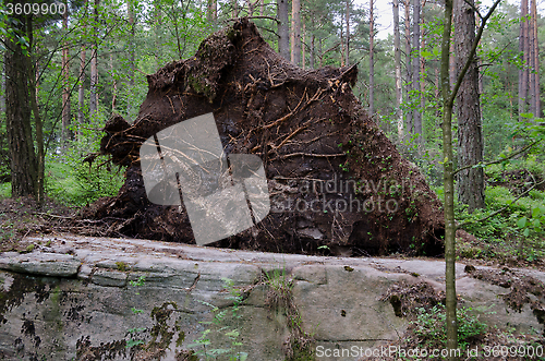 Image of uprooted tree