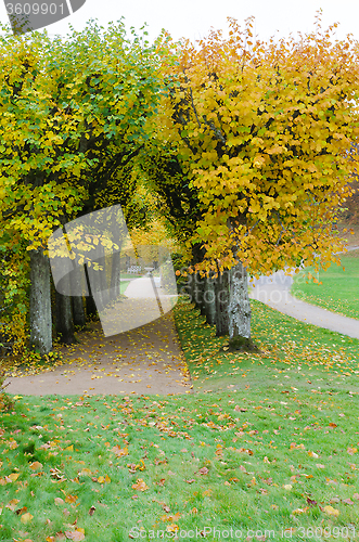 Image of autumn tree in garden