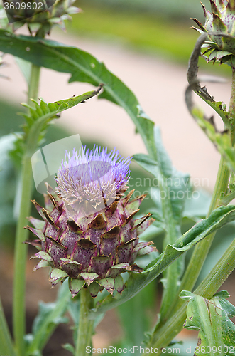 Image of Artichoke flower