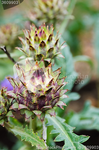 Image of one artichoke