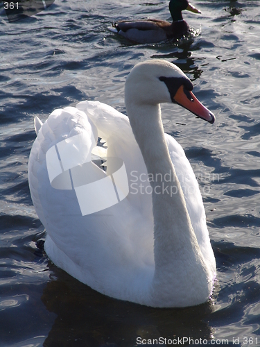 Image of Swan on Lake 2