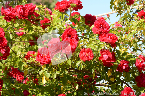Image of red rose in the garden