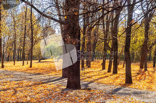Image of Walkway among colorful autumn leaves in the park