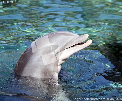 Image of Bottle Nosed Dolphin smiling