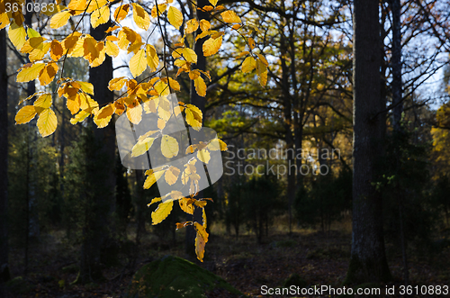 Image of Colorful backlit beech leaves