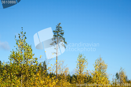 Image of Colorful forest view