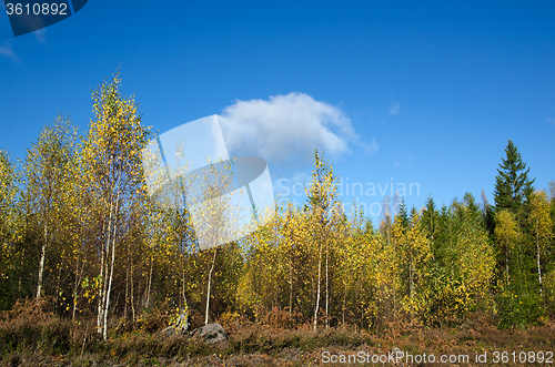 Image of Birches in fall colors