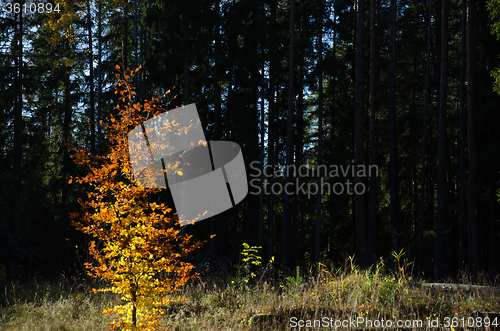 Image of Glowing beech tree