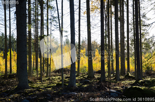 Image of Golden colors in the forest