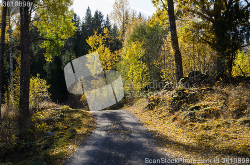 Image of Shiny colors in the woods