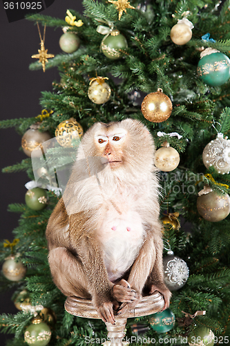 Image of Little Monkey And The New Year's Tree