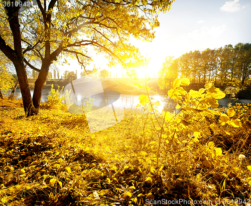 Image of Yellow leaves and river