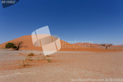 Image of Dune 45 in sossusvlei Namibia with dead tree