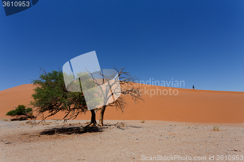 Image of Dune 45 in sossusvlei Namibia with dead tree