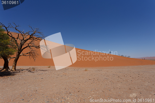 Image of Dune 45 in sossusvlei Namibia with dead tree